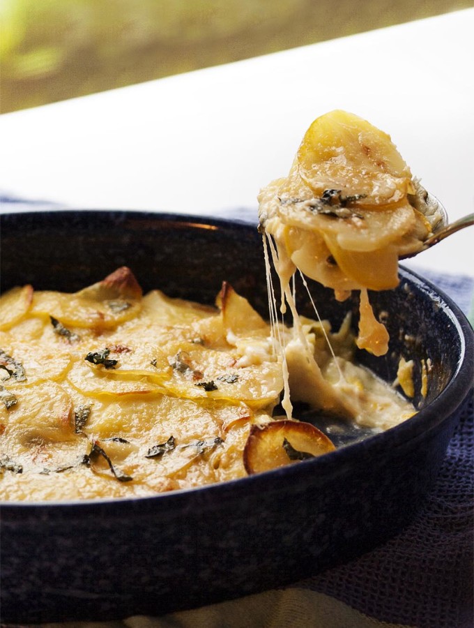 Sunny Yellow Squash and Potato Gratin - Yellow squash and yellow potatoes combine in this gratin to make one of my favorite easy side dishes. | justalittlebitofbacon.com