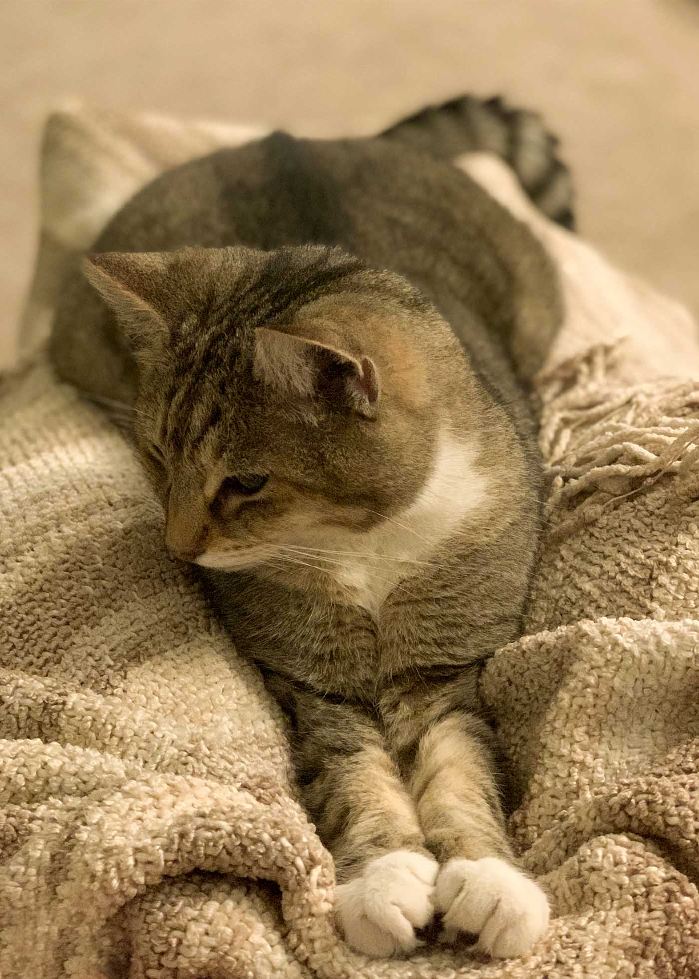 A brown tabby cat with a white bib and paws stretched out on a brown blanket on a lap.