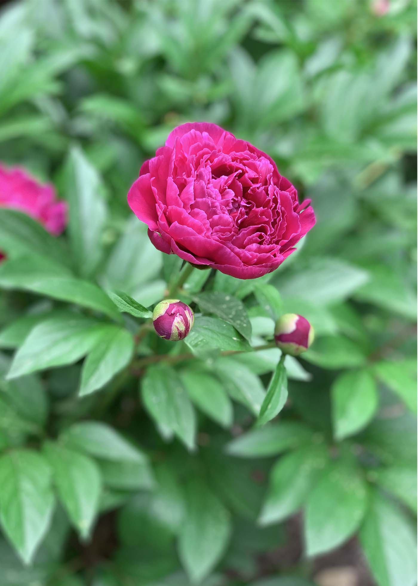 A deep pink peony in bloom against a backdrop of green leaves and buds.